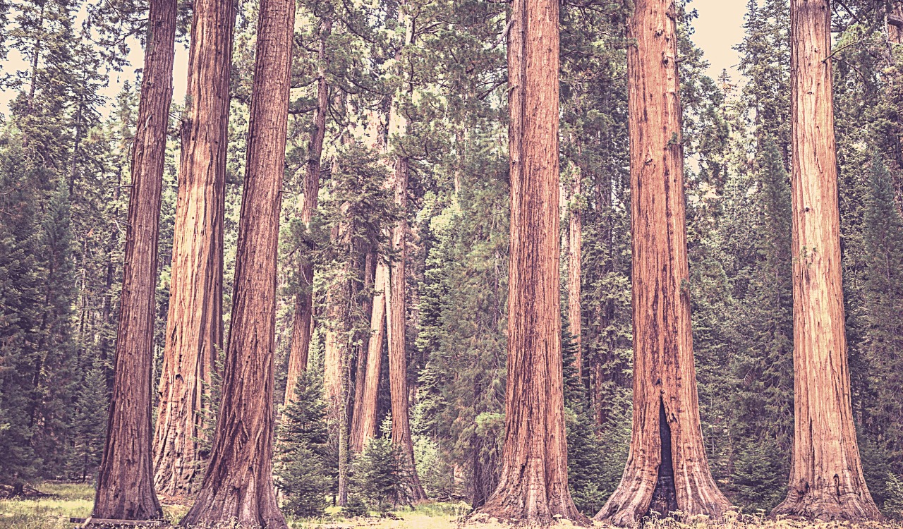 redwood trees - mindful soul center magazine
