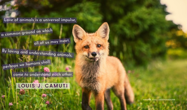 Louis J. Camuti quote about animals and people