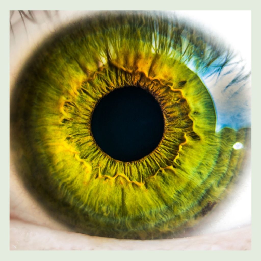 iris and pupil closeup