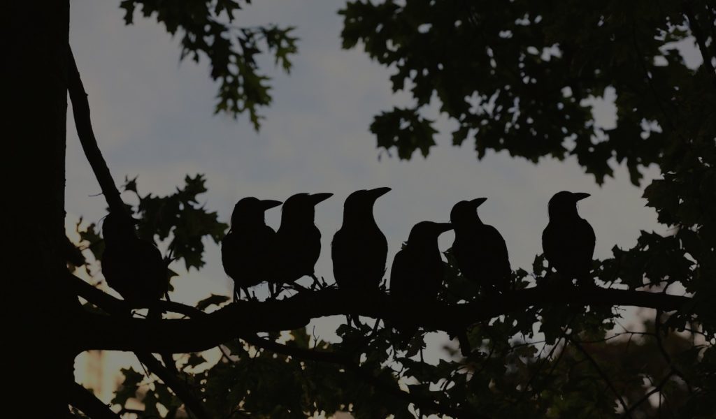 crows sitting a branch in a tree during an eclipse Mindful Soul Center Magazine