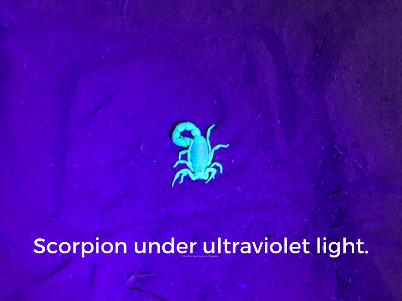 Scorpion under ultraviolet light